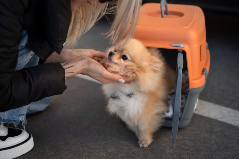 Me voy de viaje y me llevo a mi mascota ¿Cómo debo prepararla?